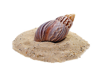 snail on sand