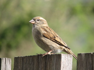 sparrow2