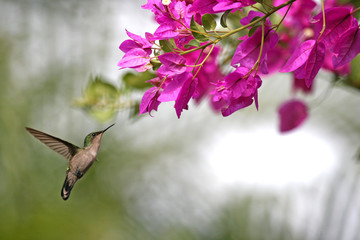 oiseau colibri