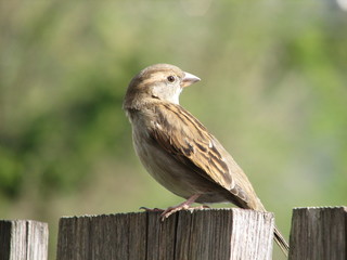 sparrow