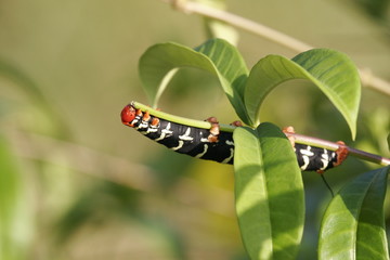 chenille de pseudosphinx tetrio