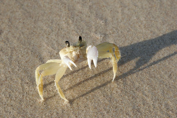 crabe de sable