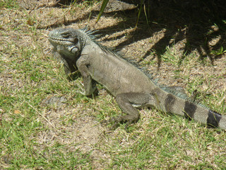 iguane