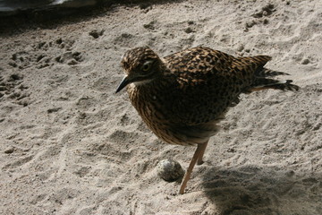 tierisch...