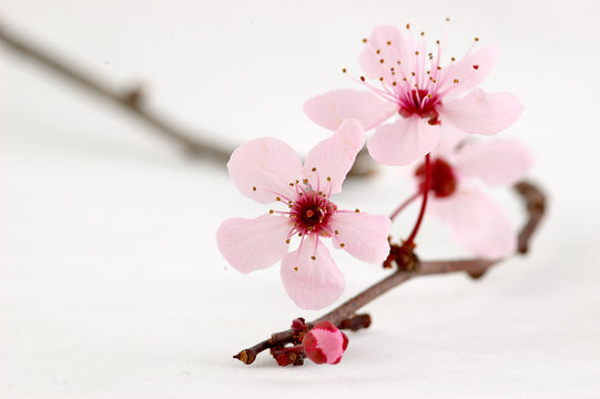 branche de prunus