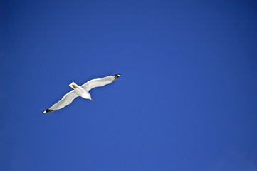 oiseau