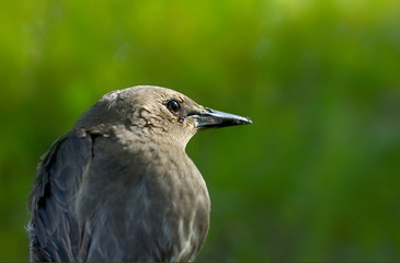 starling  ?