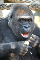 eating gorilla