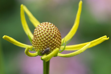 coneflower wildflower