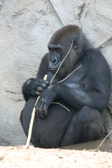 fat black gorilla