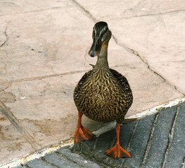 quack