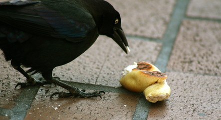 crow's lunch