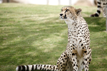 cheetah