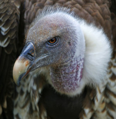 vulture