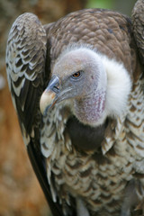 vulture