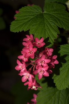 flowers in garden
