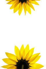 Obraz premium blank white page decorated with sunflower details
