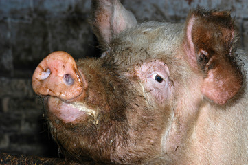 muddy pig in the pigsty