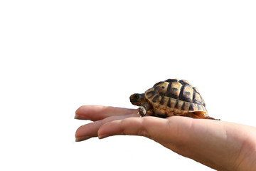 hand turtle
