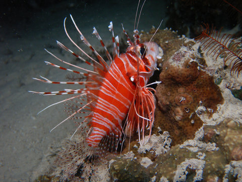 feuerfisch