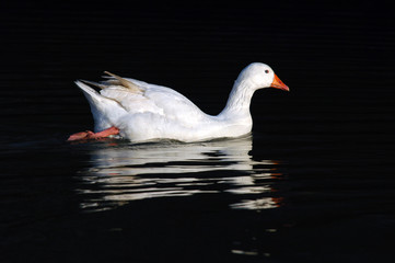 domestic goose swimming in the water