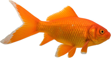 Fototapeta premium Bright gold colored goldfish isolated on a white background.