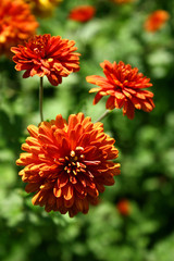 chrysanthemum