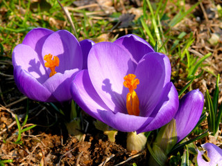 crocuses  first flower  spring flower