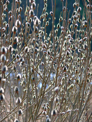 willow   white willow   spring tree © Pali A