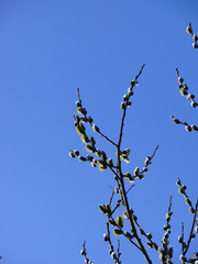 willow   sky   white willow   spring tree