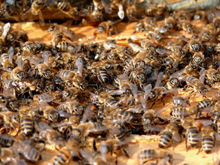 bee  bees  apises  beehive  hive  insect