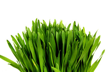 herbe à chat