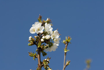 cerisier07