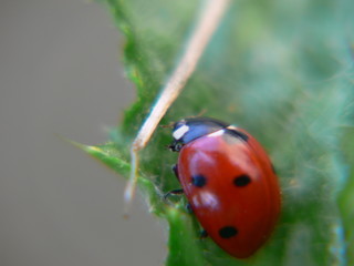 coccinelle