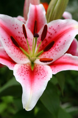 Fototapeta premium lily