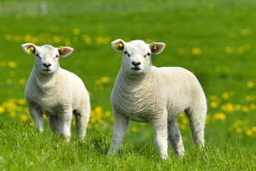 Naklejka na ściany i meble two little lambs
