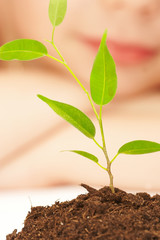 the boy observes cultivation of a young plant.