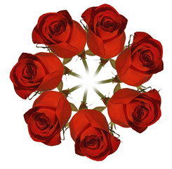 wreath out of red rose isolated on white