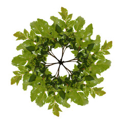 wreath out of oaken twig isolated on white