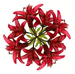 wreath out of red lily isolated on white