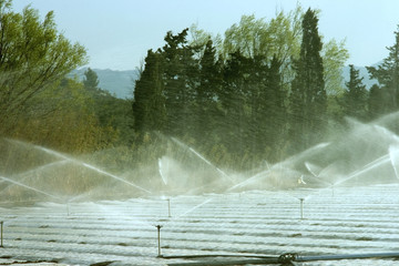 irrigation