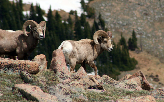 bighorn sheep rams