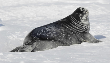 weddell seal baby
