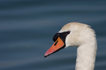 swan in profile