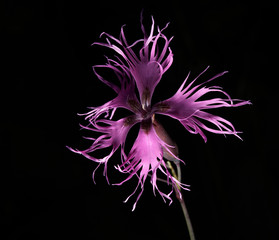 dianthus superbus