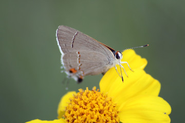 Gray Hairstreak Butterfly