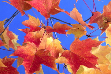 maple leaves
