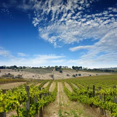 Gordijnen summer vineyard landscape © Kwest