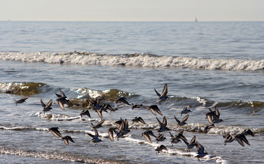vol d'oiseaux