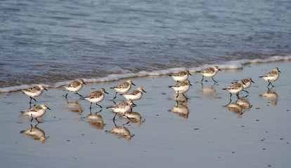 oiseaux sur la plage